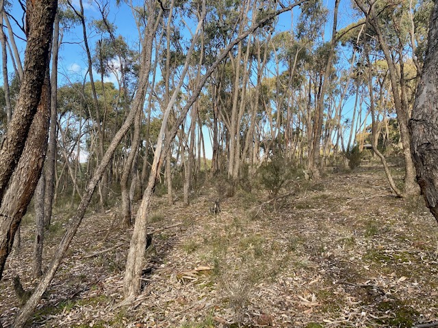 Print Image