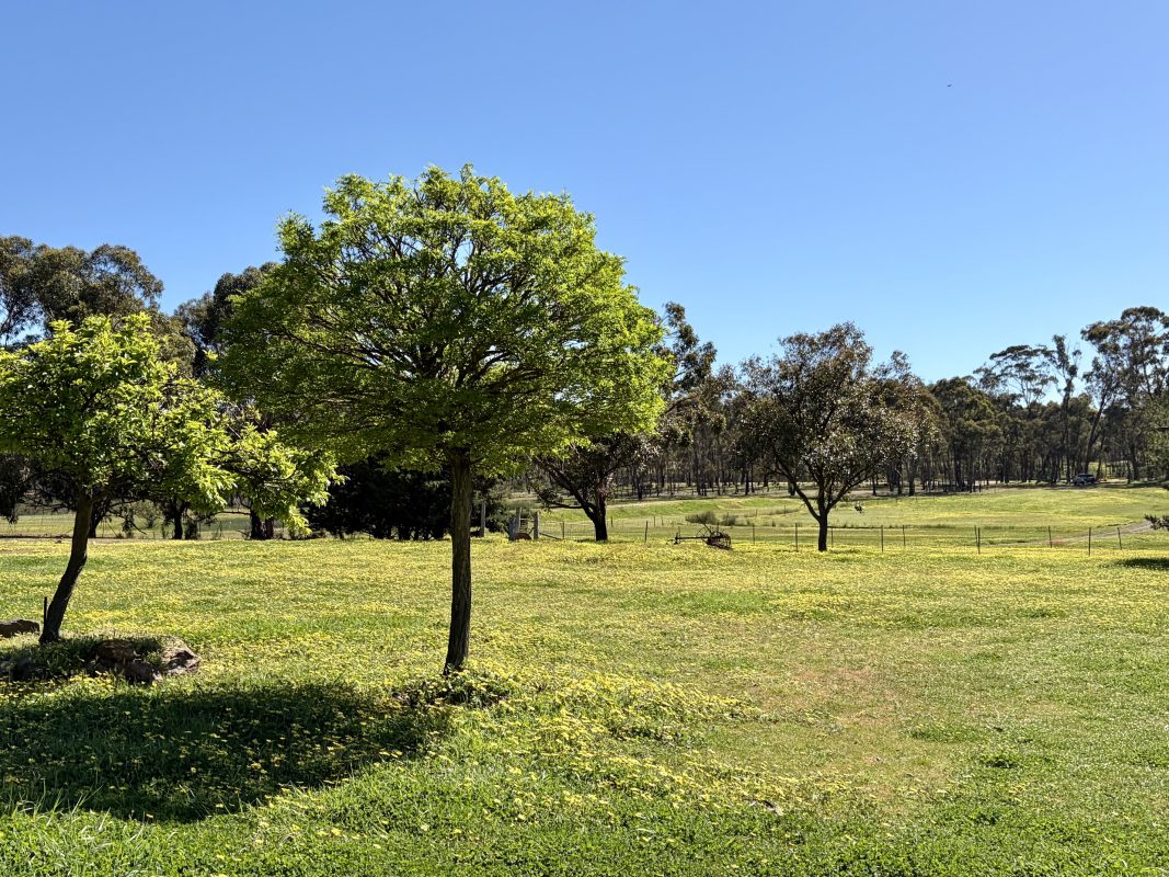 Print Image
